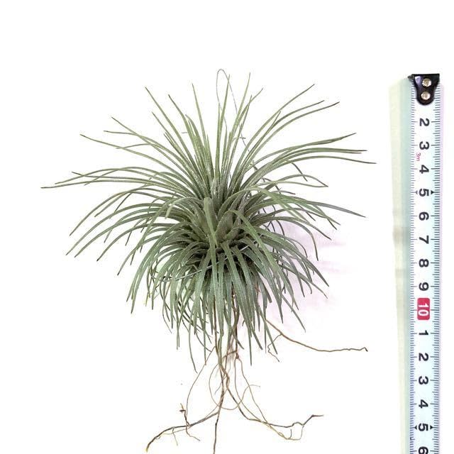 Amazon.co.jp: (現品) チランジア アトロビリディペタラ (No.22093